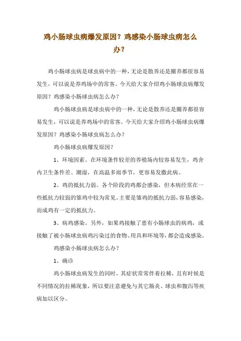 鸡小肠球虫病爆发原因？鸡感染小肠球虫病怎么办？