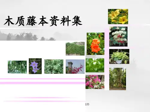 园林常用藤本植物课件