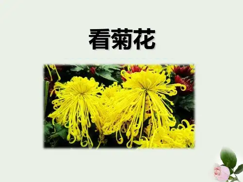 《看菊花》 图文