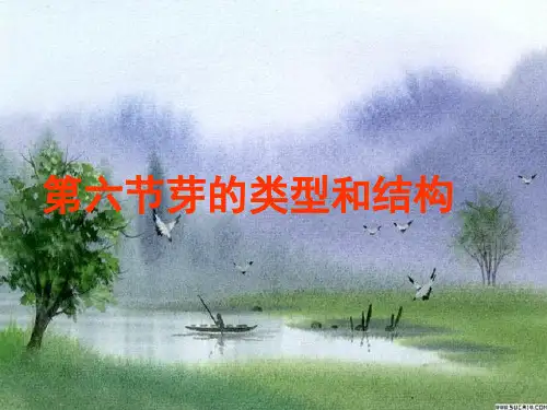 芽的结构和类型