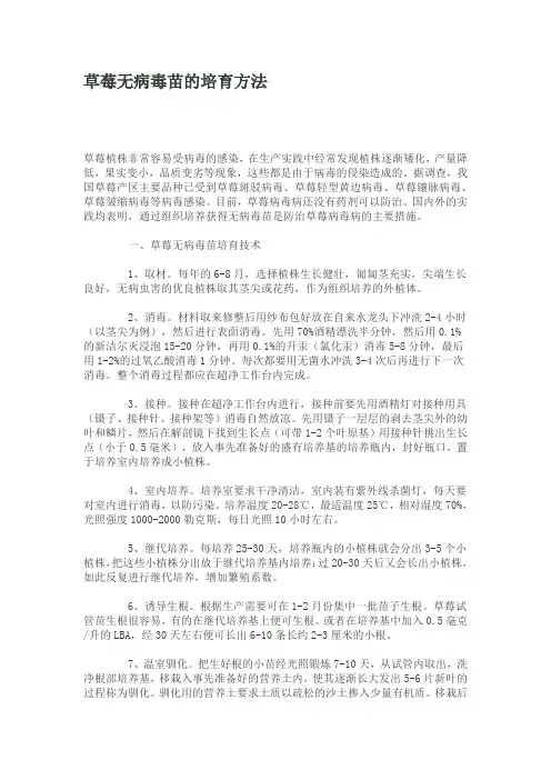 草莓无病毒苗的培育方法