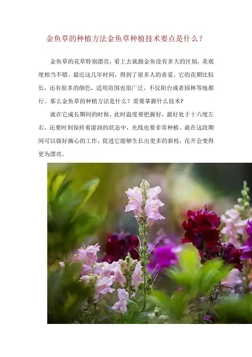 金鱼草的种植方法 金鱼草种植技术要点是什么？