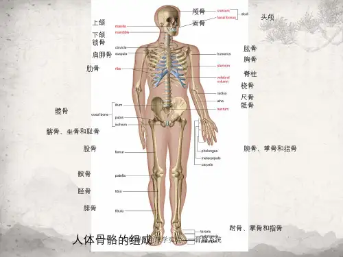 人体解剖生理学实验——骨骼系统