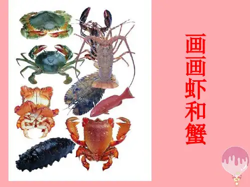 二年级上册美术课件-13 画画虾和蟹2∣ 苏少版 (共18张PPT)课件 