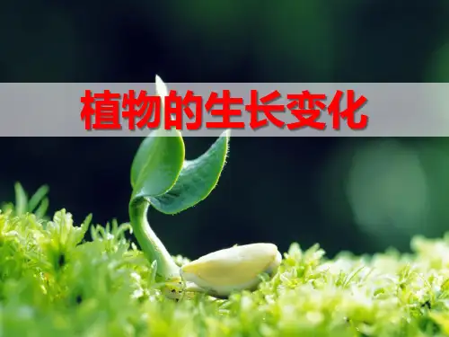《植物的生长变化》生长与变化 PPT实用课件