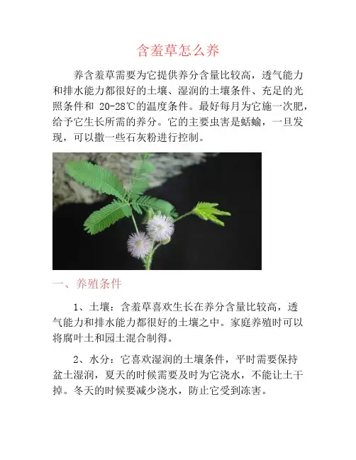 含羞草怎么养-养花技巧