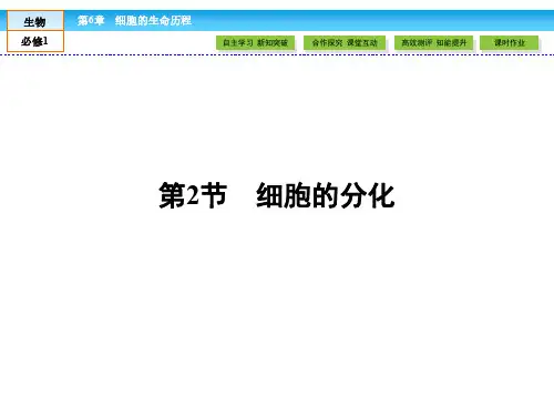 人教版高中生物必修一课件 第六章 细胞的生命历程 6.2《细胞的分化