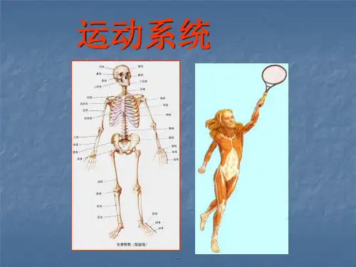 运动系统骨骼PPT课件