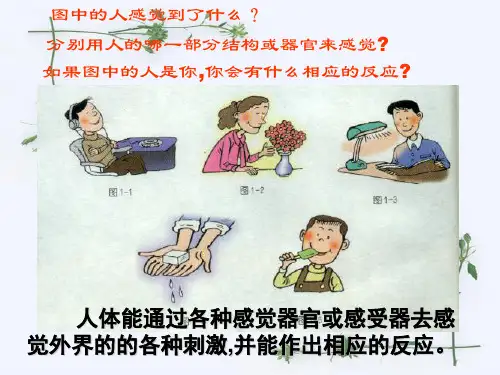 感觉器官和感受器有什么不同