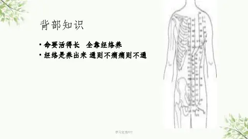 背部专业知识课件