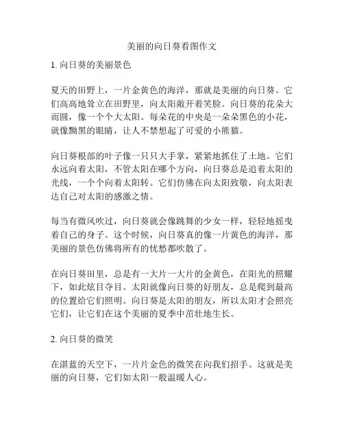 美丽的向日葵看图作文