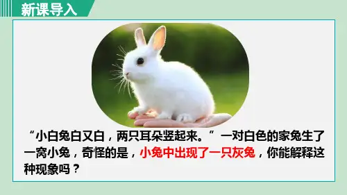 人教版八年级生物下册_第三节 基因的显性和隐性