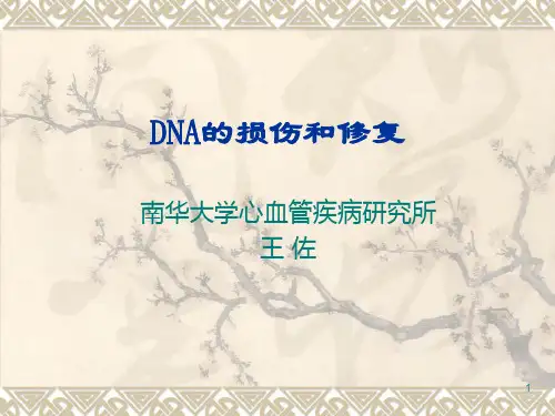 医学分子生物学 DNA的损伤和修复
