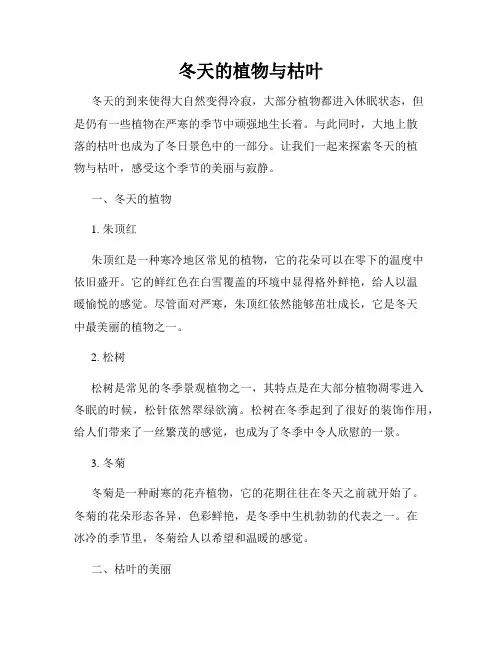 冬天的植物与枯叶