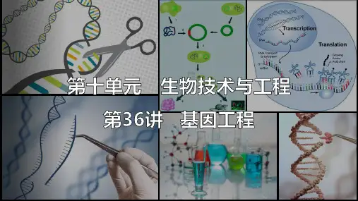 高三生物一轮复习课件第十单元第36讲考点四基因工程的应用和蛋白质工程