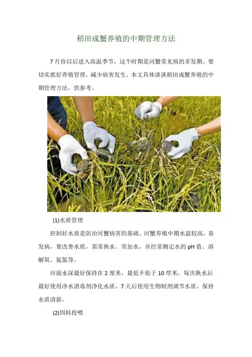 稻田成蟹养殖的中期管理方法