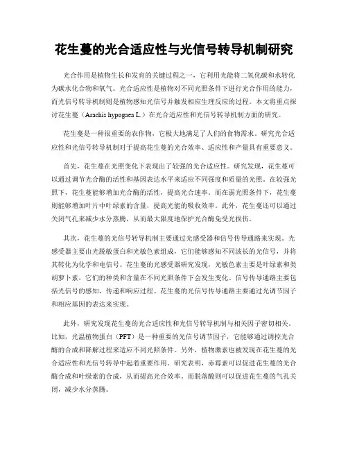 花生蔓的光合适应性与光信号转导机制研究