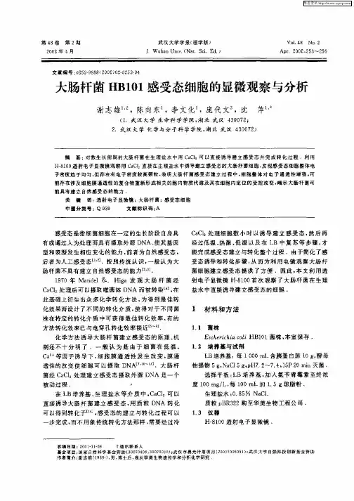 大肠杆菌HB101感受态细胞的显微观察与分析