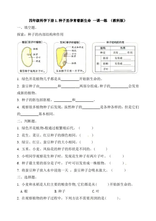 最新教科版科学四年级下册《种子里孕育着新生命》课课练(含答案)