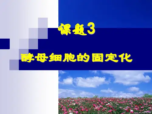 酵母细胞的固定化ppt课件