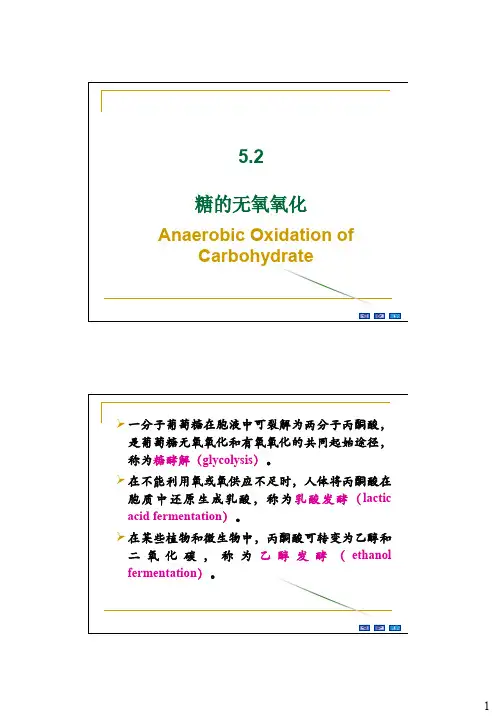 5.2糖的无氧氧化