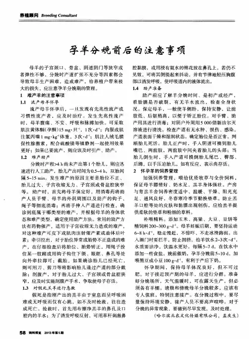 孕羊分娩前后的注意事项