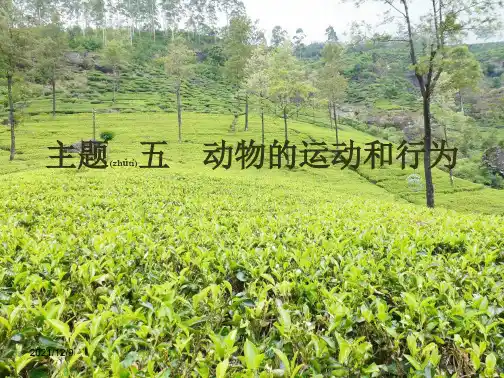 中考生物会考总复习 主题五 动物的运动和行为课件