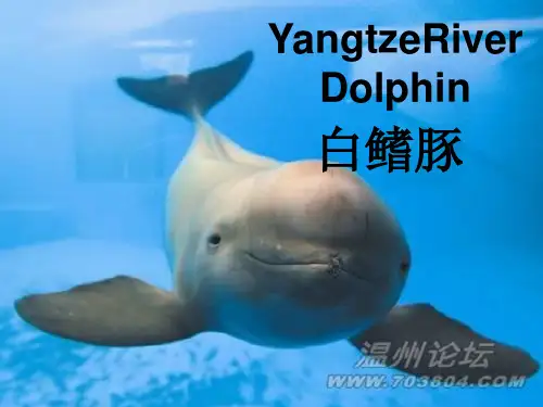 白鳍豚
