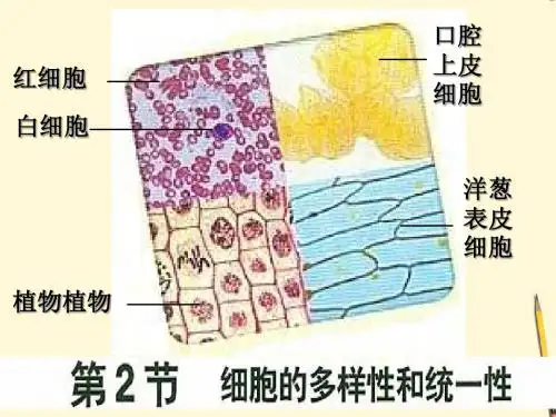 高中生物 第2节细胞的多样性和统一性 课件 新人教版必修1