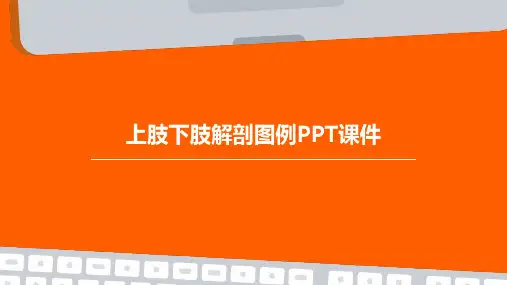 上肢下肢解剖图例ppt课件