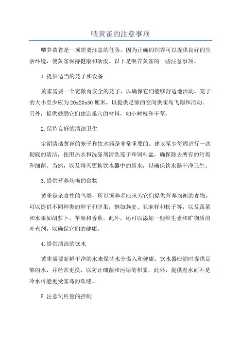 喂黄雀的注意事项