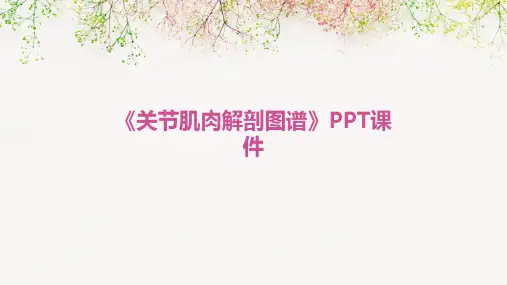 《关节肌肉解剖图谱》课件