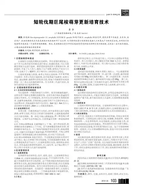 短轮伐期巨尾桉萌芽更新培育技术