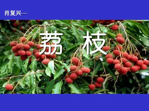 六年级语文上册《荔枝》 (2)