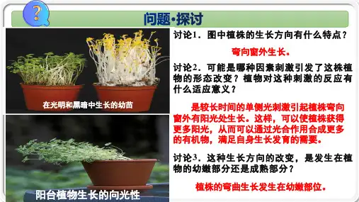 5.1 植物生长素-高二生物课件(人教版2019选择性必修1)