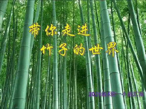 竹子动态ppt