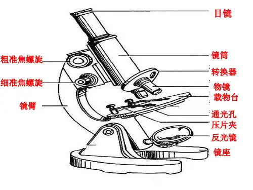使用显微镜观察细胞