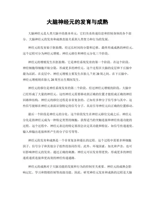 大脑神经元的发育与成熟