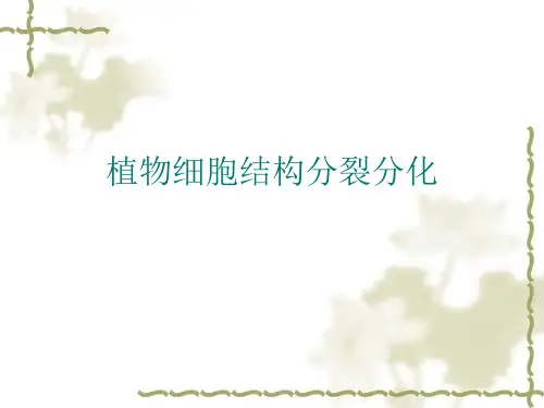 植物细胞结构分裂分化(PPT)
