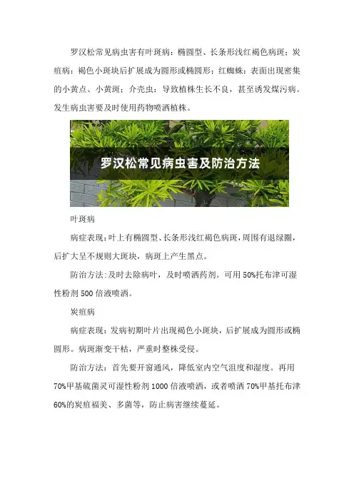 罗汉松常见病虫害及防治方法
