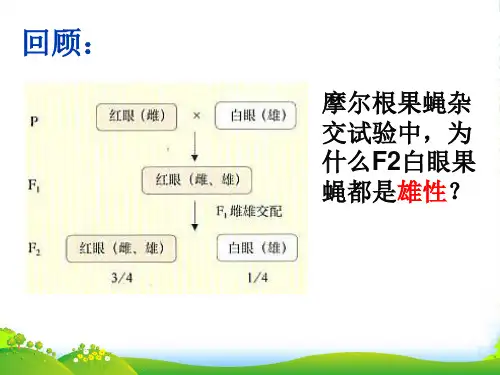 人教版高中生物必修(二) 2.3伴性遗传 课件 (共35张PPT)