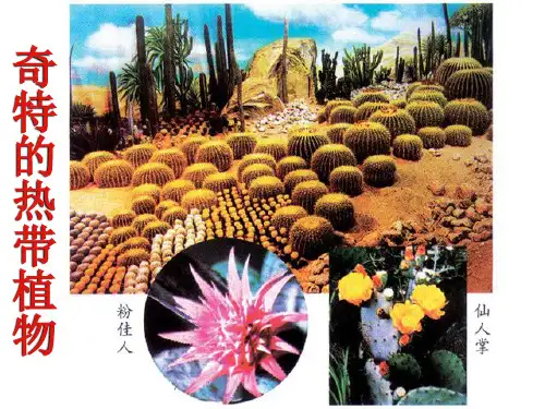 三年级上美术课件-奇特的热带植物_岭南版