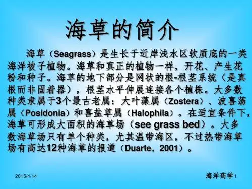 海草简介之大叶藻