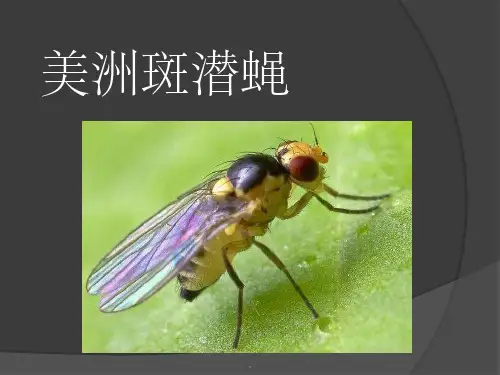 美洲斑潜蝇