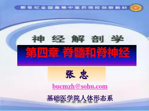 神经解剖学-脊髓1(研究生)