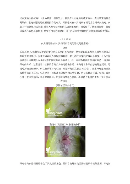 《虎皮繁殖全过程纪录》