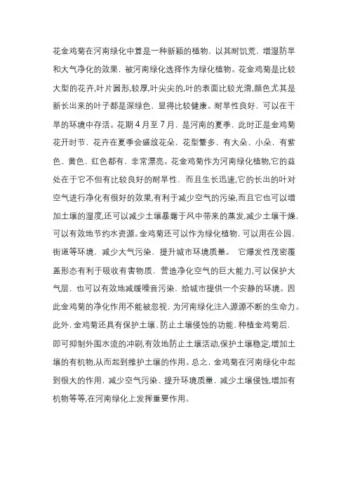 河南绿化用大花金鸡菊