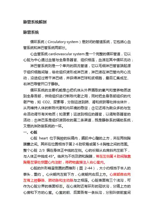 脉管系统解剖