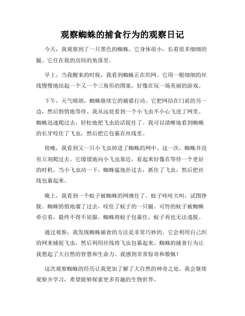小学三年级作文观察蜘蛛的捕食行为的观察日记