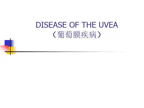 眼科学：英文 葡萄膜疾病